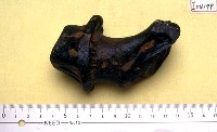 鹿角基部一段藏品圖，第1張